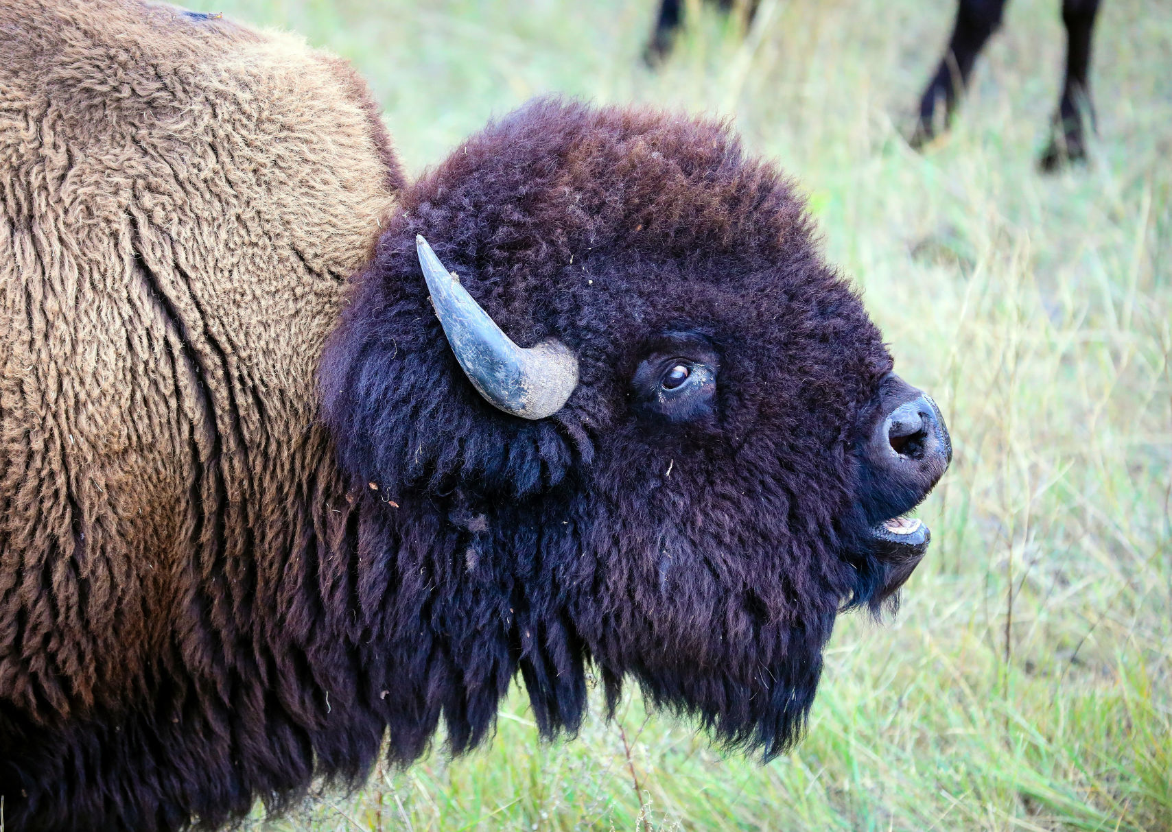 Custer State Park Prepares For Roundup